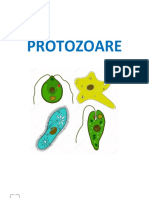 Rezumate Paraziti LP PROTOZOARE 1