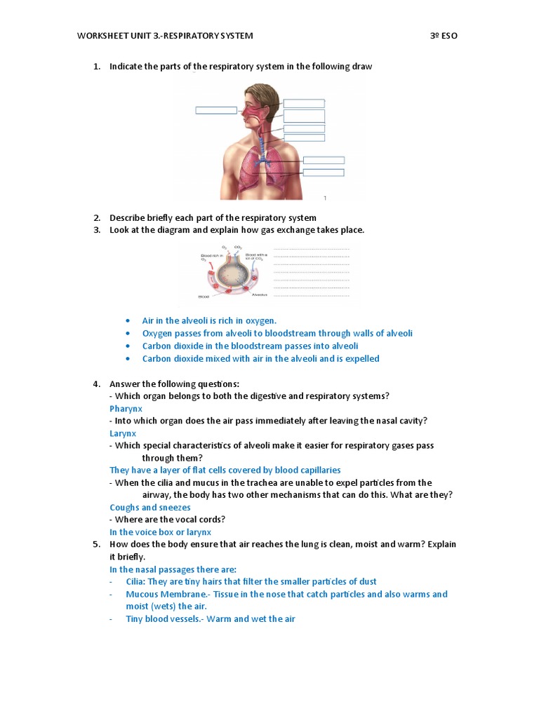 Respiratory System Worksheet for ESO | PDF | Respiratory Tract ...