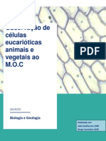 Relatório BG - Células PDF