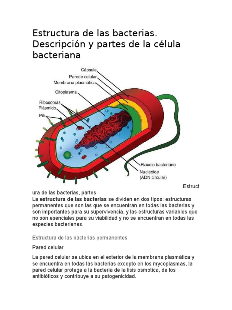 4565633225278889 Estructura de las bacterias Las bacterias Plásmido
