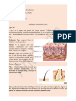 Sistema Tegumentario