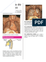 anatomia do coraçao com fotos.docx