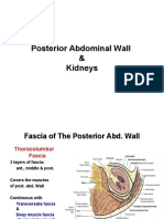 ANATOMY: Posterior Abdominal Wall