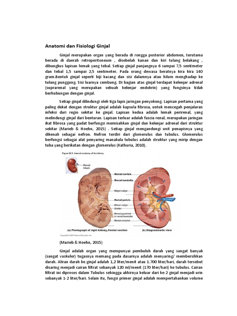 Anatomi Dan Fisiologi Ginjal Pdf