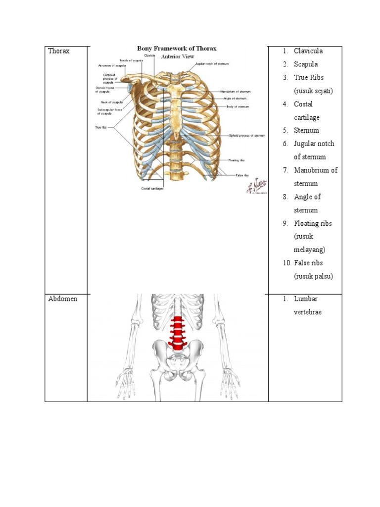 Anatomi Thorax dan Abdomen Manusia | PDF | Kajian Bahasa Asing | Sains ...