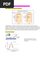 Download Physiology Chap5 Membrane Potentials  Action Potentials by Man Dejelo SN45195275 doc pdf