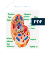 Organel Sel Hewan Dan Fungsinya