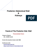 Posterior Abdominal Wall