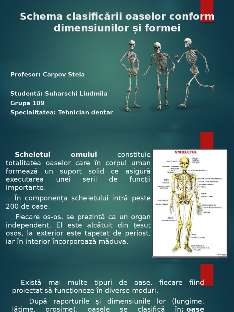 Anatomia | PDF