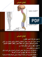 النخاع الشوكي