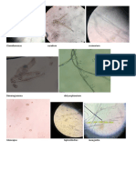 PROTISTA MIRIP HEWAN.docx