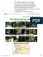 854_venezuela-coreidae_del_amazonas.pdf