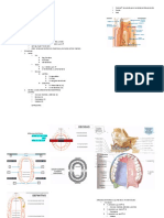 FOSA ORAL Y ÓRGANOS DE LA GUSTACIÓN (1).docx