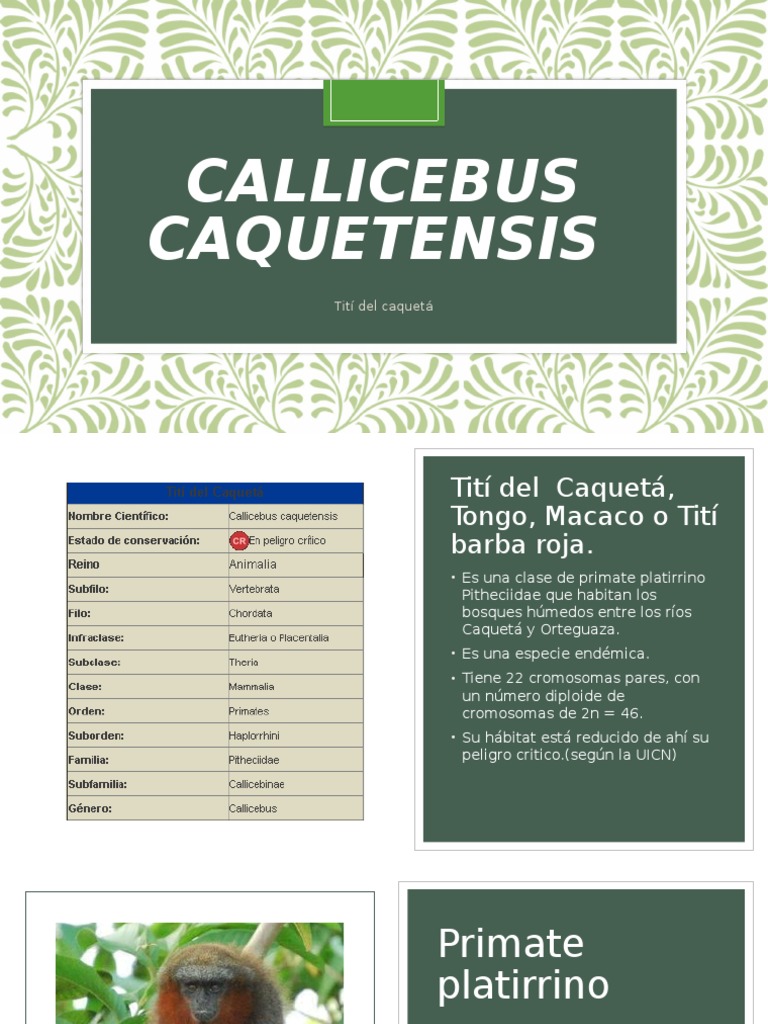 Callicebus Caquetensis PDF