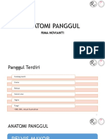 Anatomi Panggul