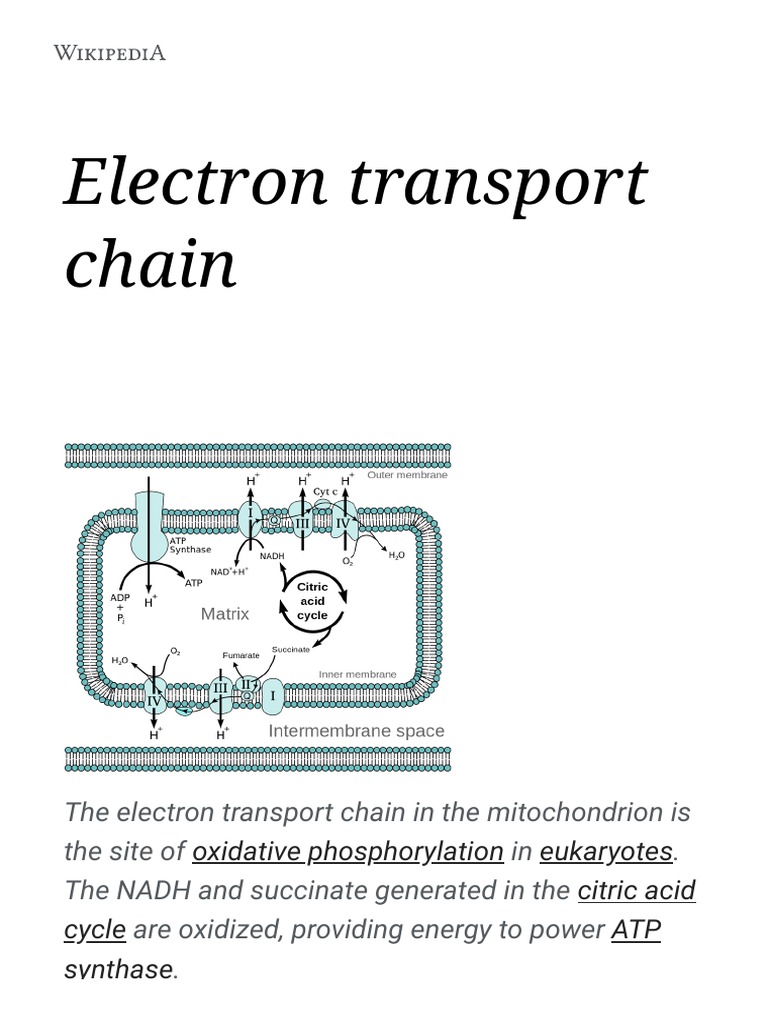 Electron Transport Chain - Wikipedia | PDF | Electron Transport Chain ...
