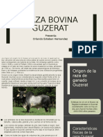 Características y origen de la raza bovina Guzerat