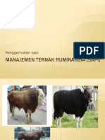 Manajemen Ternak Ruminansia (Sapi)