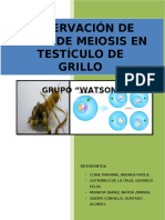 154179849-OBSERVACION-DE-FASES-DE-MEIOSIS-EN-TESTICULO-DE-GRILLO.docx