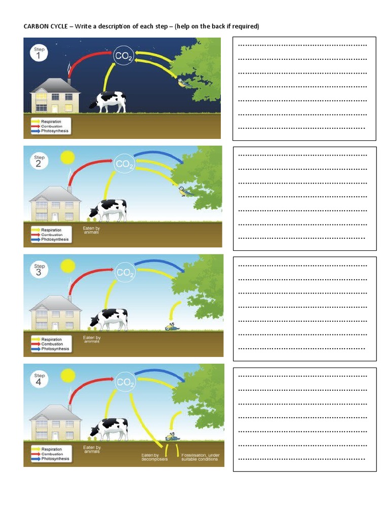 Understanding the Carbon Cycle Steps | PDF | Carbon Dioxide | Combustion