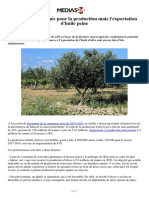 Olives - Bonne Année Pour La Production Mais L'exportation D'huile Peine PDF