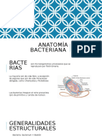 Anatomía Bacteriana