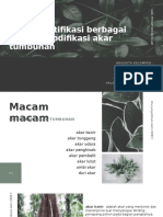 Mengidentifikasi Berbagai Macam Modifikasi Akar Tumbuhan