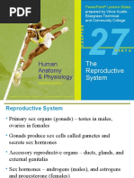 Male Reproductive System