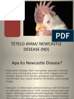 Newcastle Disease (ND) Pada Ayam