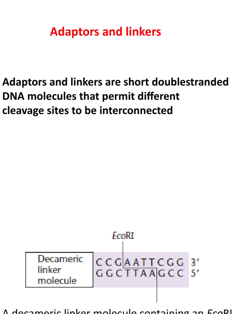 Adapters N Linkers PDF Molecular Cloning Polymerase Chain Reaction