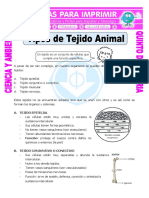 Ficha Tipos de Tejido Animal para Quinto de Primaria