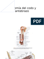 trauamtologia anatomia de codo y antebrazo