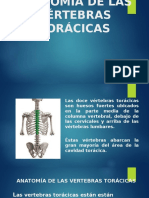Anatomía de las vértebras torácicas