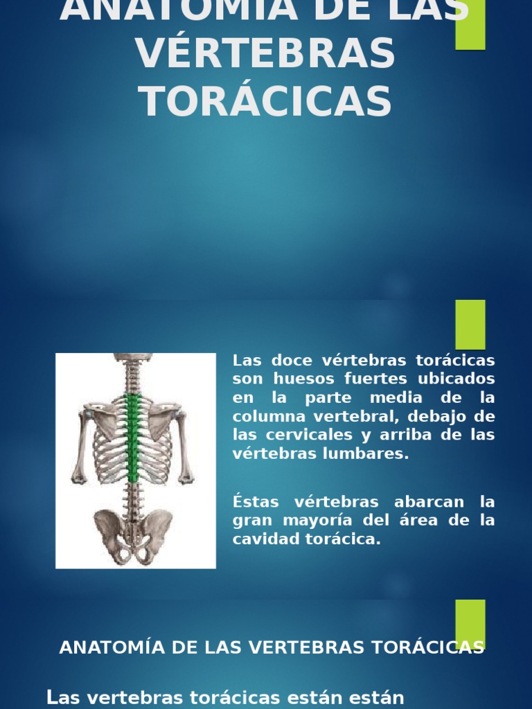 Vertebras Toracicas Pdf Vértebra Anatomía De Los Primates