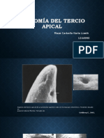 Anatomia Del Tercio Apical