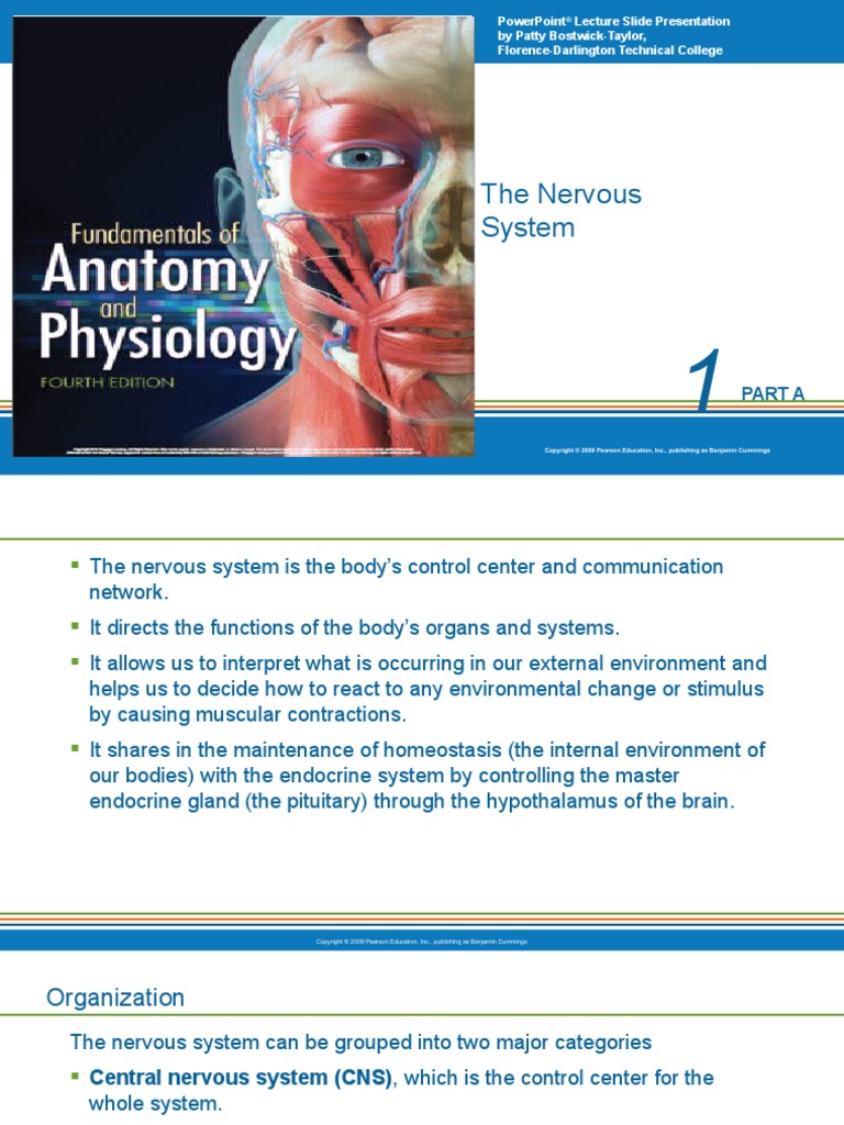 The Nervous System | PDF | Neuron | Axon