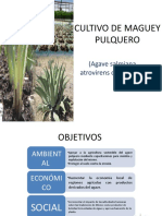 Cultivo de Maguey Pulquero 2