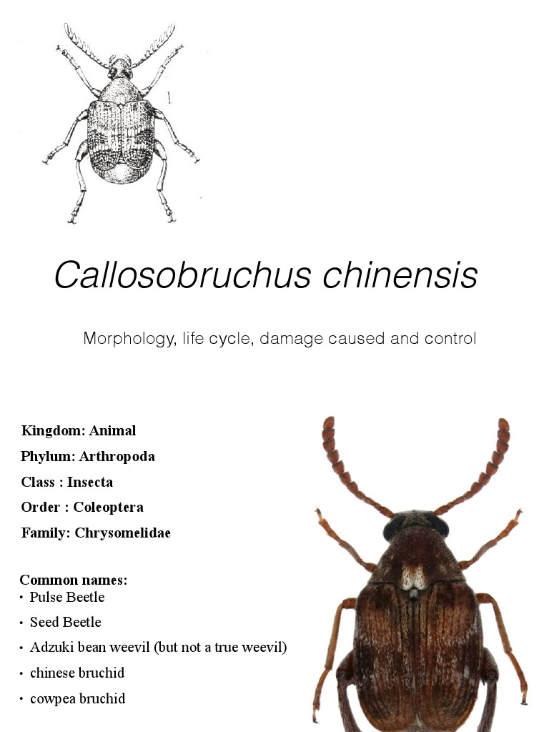 Life Cycle and Control of Pulse Beetle | PDF | Insects | Organisms