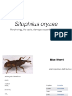 Sitophilus Oryzae