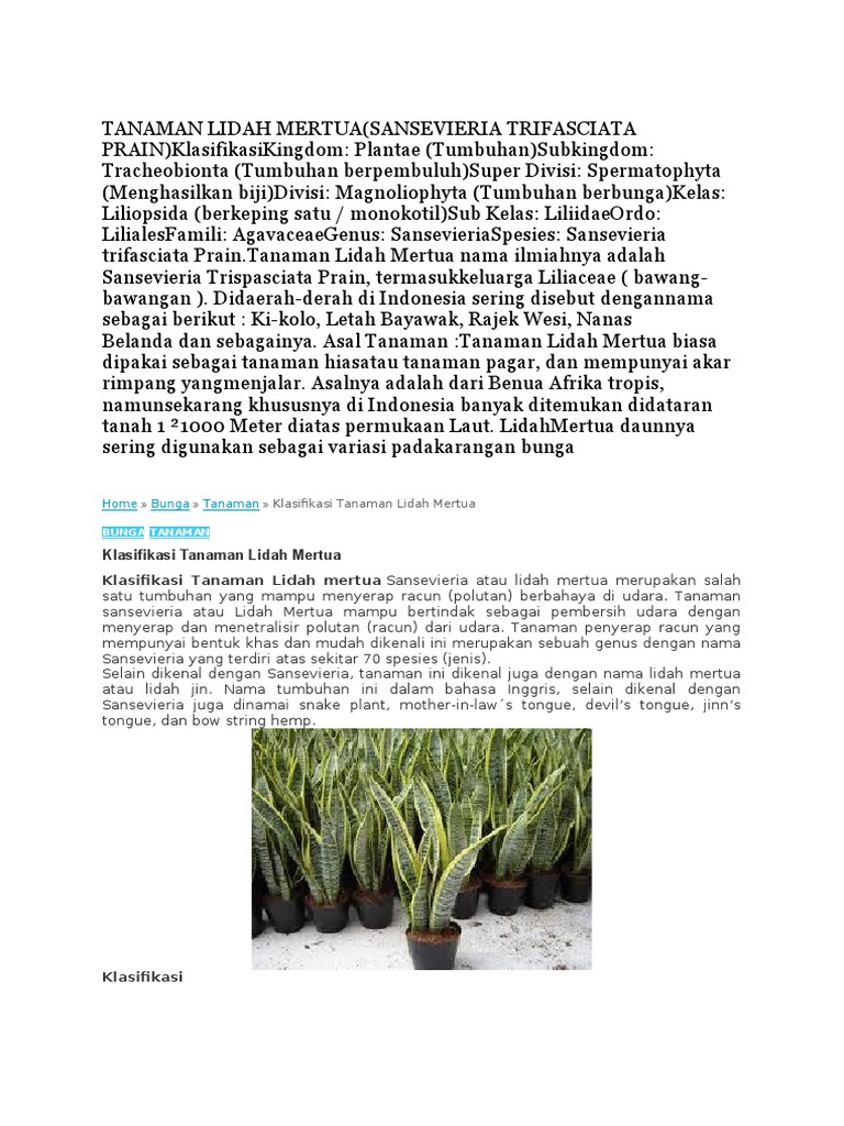 Tanaman Lidah Mertua | PDF