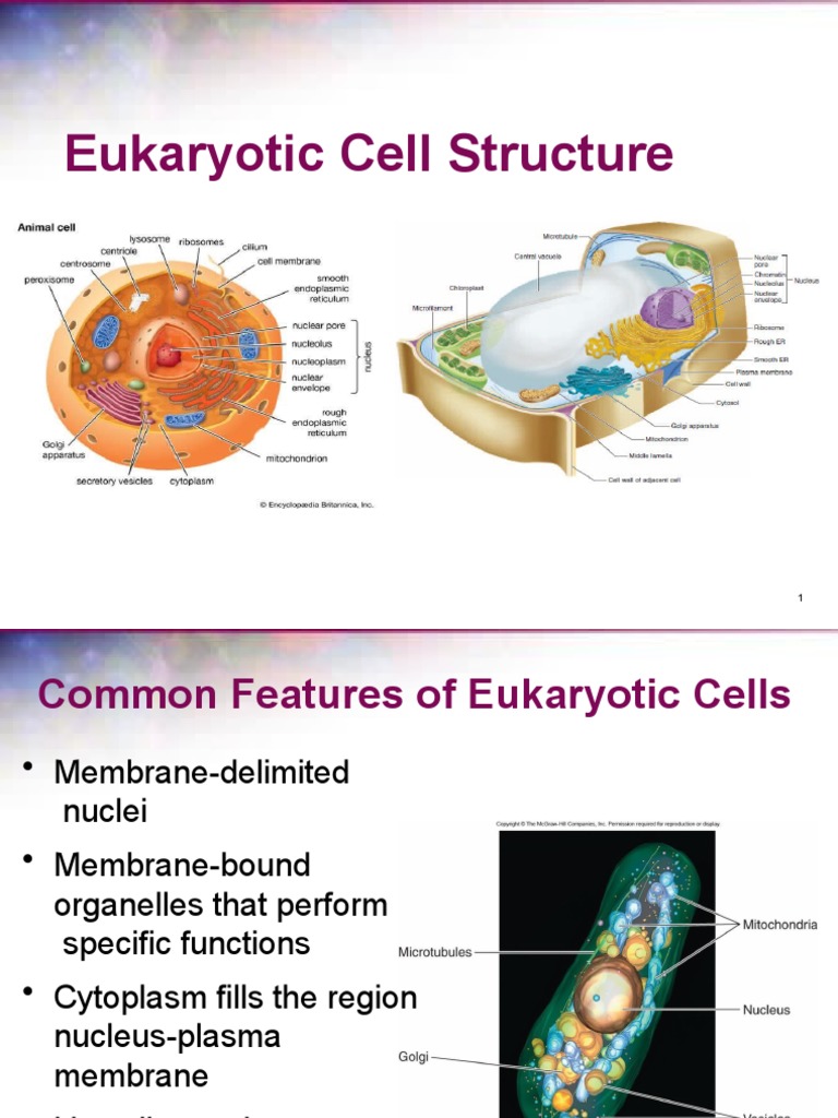 Eukaryotic Cell Structure and Functions | PDF | Endoplasmic Reticulum ...