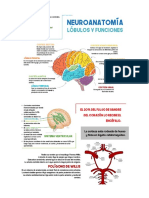Lóbulos y Funciones PDF