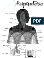 Sistema respiratorio