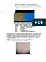 Phytopthora Infestans