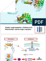 Uloga kasapaza i mitohondrija u ćelijskoj smrti_17_18 (1)