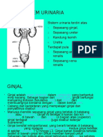 HISTOLOGI URINARIA  Compatibility Mode .pptx