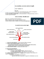 Aorta Ascendens, Arcus Aortae