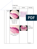 Histologi Kulit Tebal Lapisan Epidermis