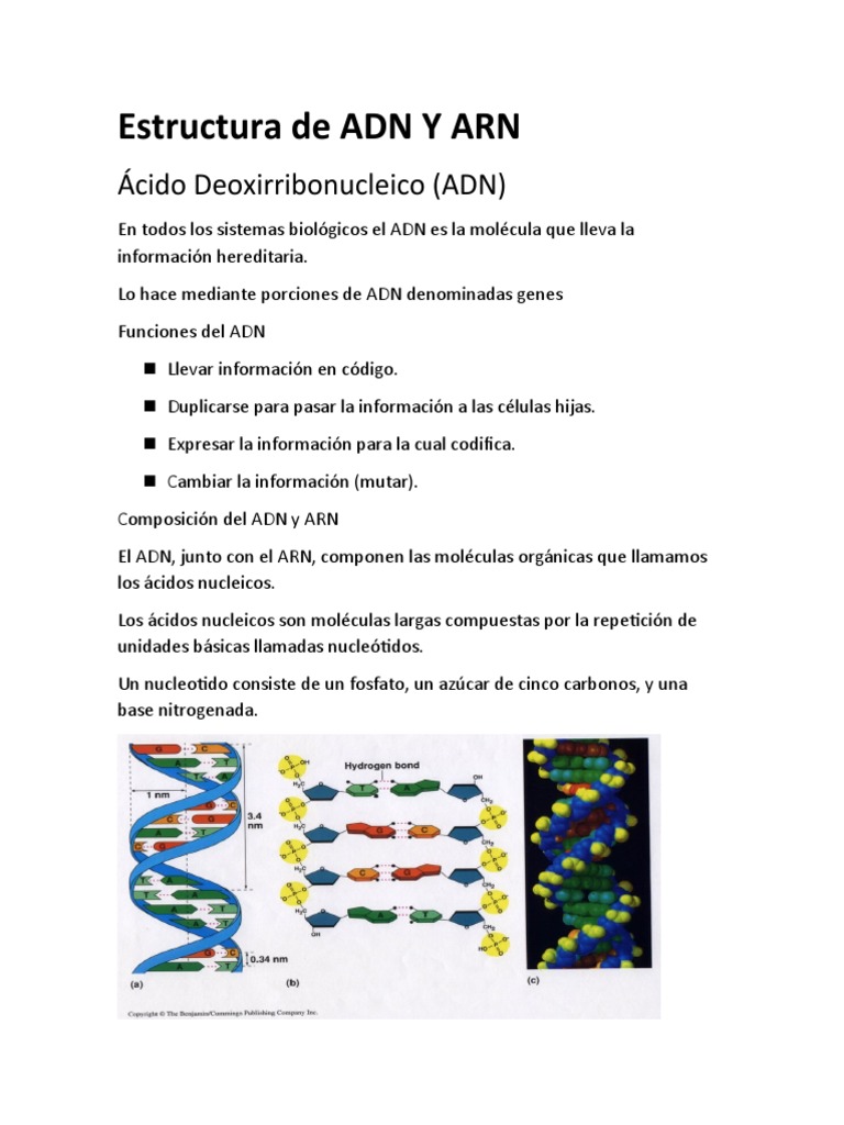 Adn Y Arn Copias Rna Nucleo Celular