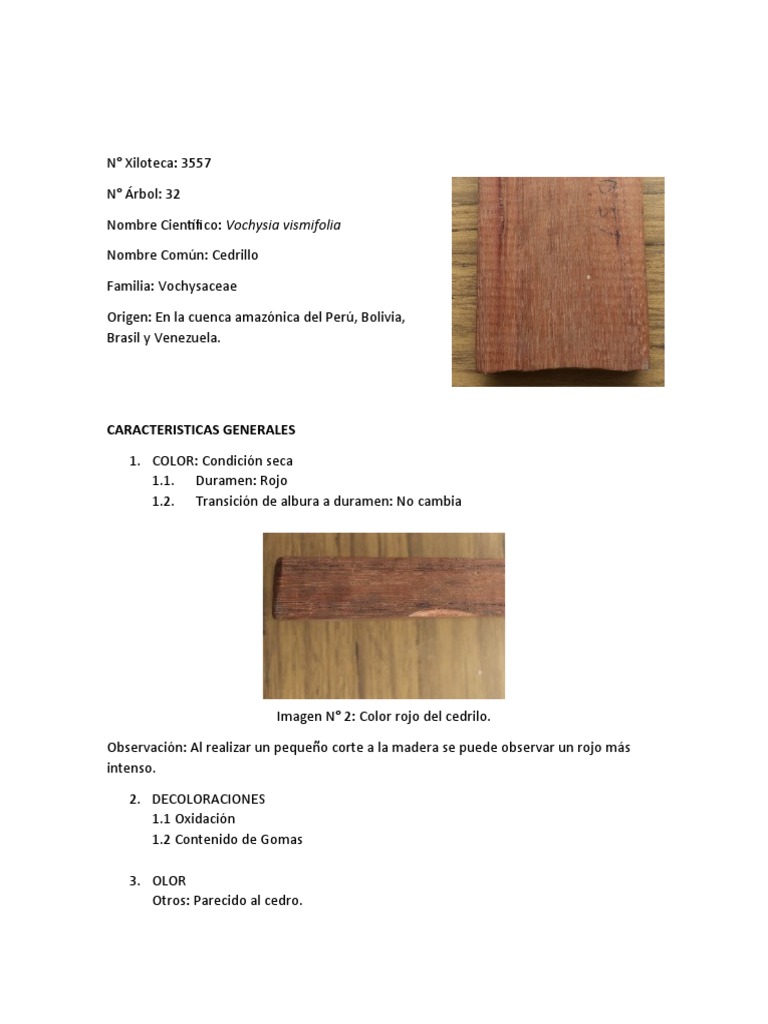 Características del Cedrillo (Vochysia vismifolia) | PDF | Histología ...